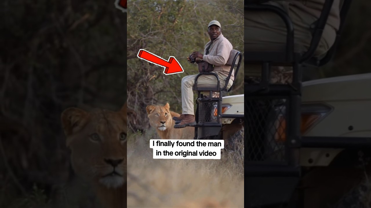 the internet has being looking for this man   #shorts  #lion #wildlife #nature  #viralvideo