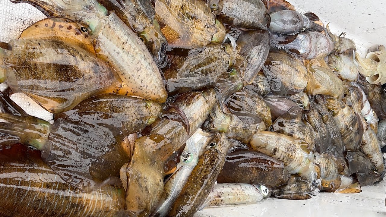 下津井沖の深場でバーチカルティップラン炸裂！晩秋のアオリイカ大爆釣【2025/11/12】