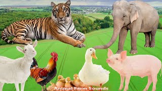 Cute Little Farm Animal Sounds: Duck, Chicken, Pig, Goat, Tiger, Elephant  Animal Paradise