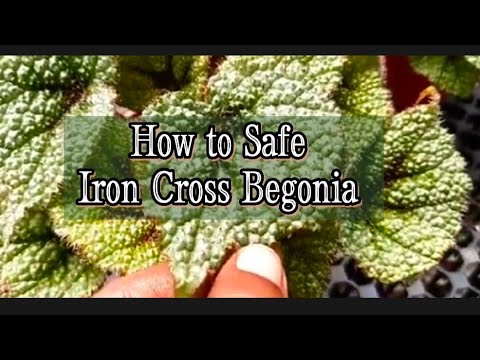 Video: Come ti prendi cura di una begonia croce di ferro?