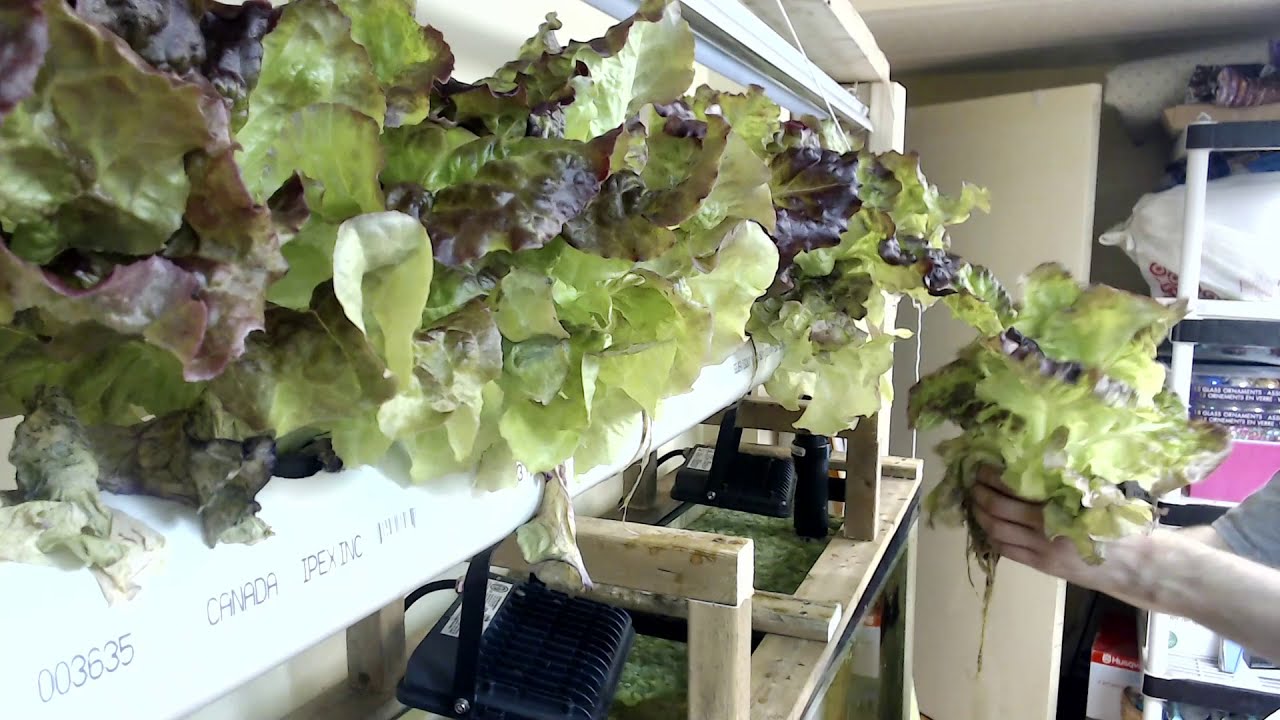 Aquaponic Lettuce Time Lapse (Attempt 1) YouTube