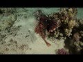 Ночные охотники коралловых рифов Красного моря - Red Sea Coral Reefs Night Hunters