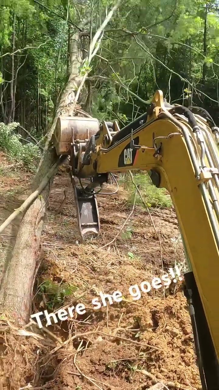 Pushen Trees With Dirt Perfects Cat 304 miniexcavator dirtperfect Pushen Trees With Dirt Perfects Cat 304 miniexcavator dirtperfect