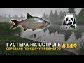 Густера на Остроге. Обрезали передачу предметов - Русская Рыбалка 4 #149