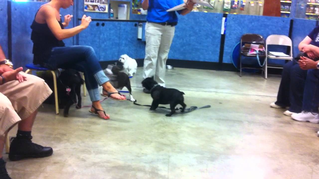 petsmart potty training class