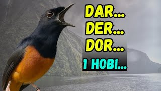 WAJIB PUTAR‼️ PANCINGAN MURAI BATU GACOR PAGI-SORE SEKALI DENGAR MURAI BATU APAPUN LANGSUNG BUNYI