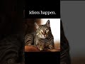 every time#shorts#cat#youtubeshorts#explore#ytshorts