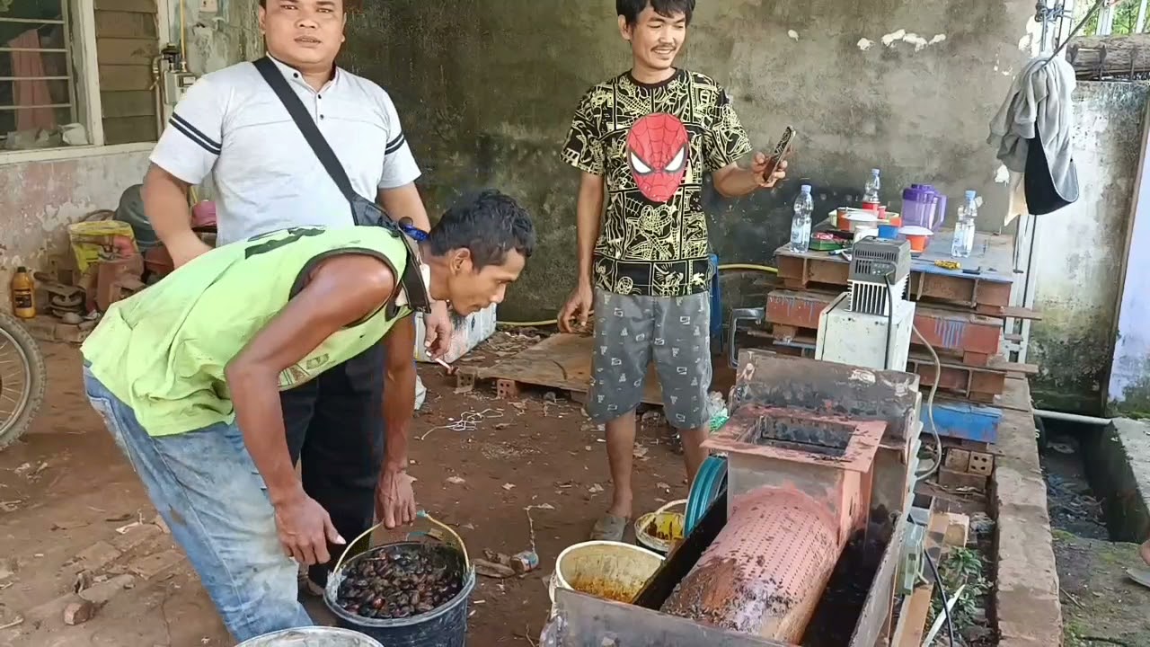 UJI COBA PEMBUATAN PABRIK MINI KELAPA SAWIT SEKALA 1TON/JAM  DI SAKSIKAN BOS DARI SIAK RIU