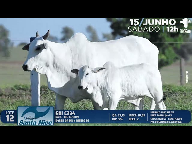 LOTE 12   GRI C334