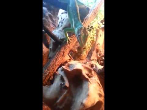 Cuban knight anole hand feeding