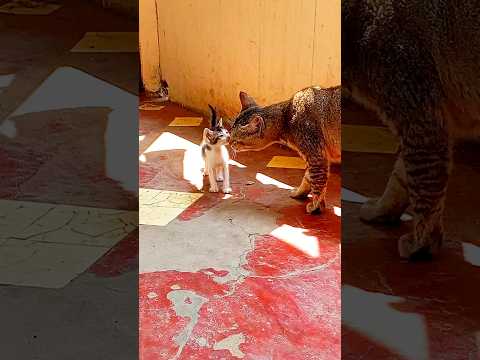 কলিজা❣️#love #youtubeshorts #viral #cat #shorts