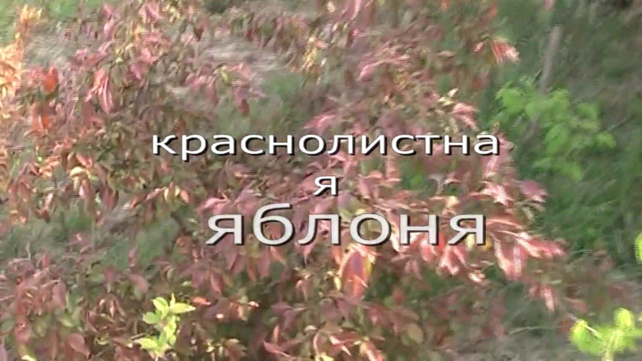 Краснолистная яблоня, обзор 2016 - YouTube