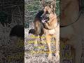 Bravo enjoying evening in jungle #germanshepherd#dog#dogshorts#dogs#gsd#shortsviral#eveningroutines
