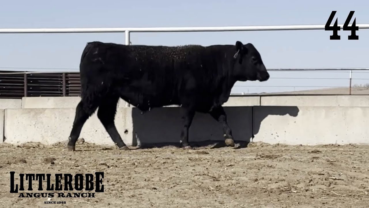 🌟 Lot 44 – A Balanced Bull with Calving Ease & Maternal Power! Selling ...