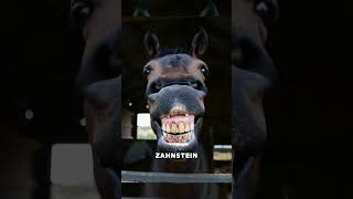 Warum darf man die Zahnpflege bei Pferden nicht vernachlässigen? #tiere #shorts