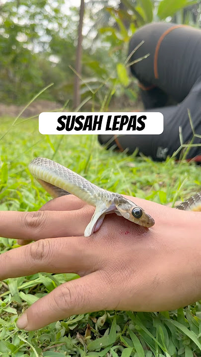 Di kokop ular di tangan #jejaksiaden #snake