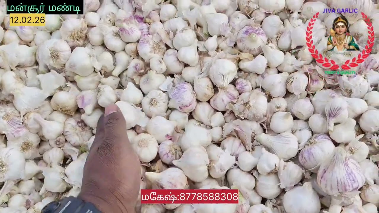 12.02.26 மன்சூர் மண்டி பூண்டு விலை நிலவரம் தொடர்புக்கு: மகேஷ்:8778588308