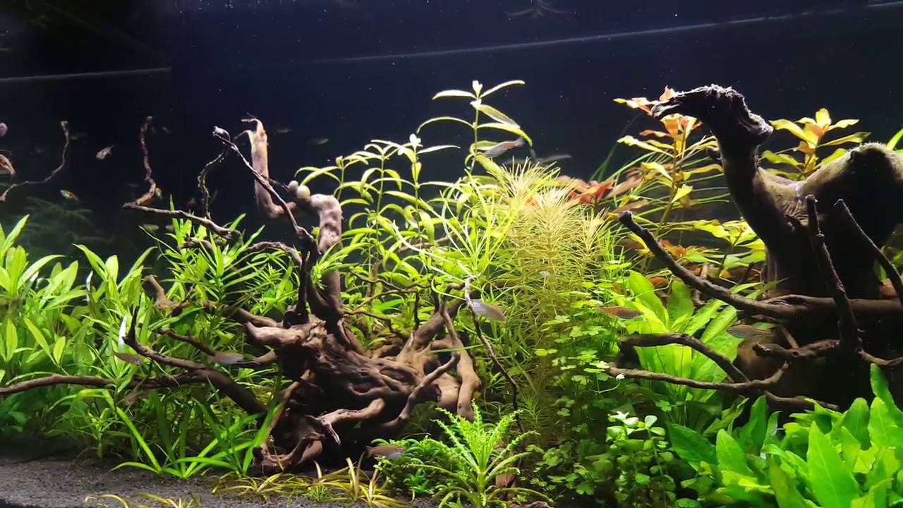 Danio choprai / Celestichthys choprae / Glowlight Danio