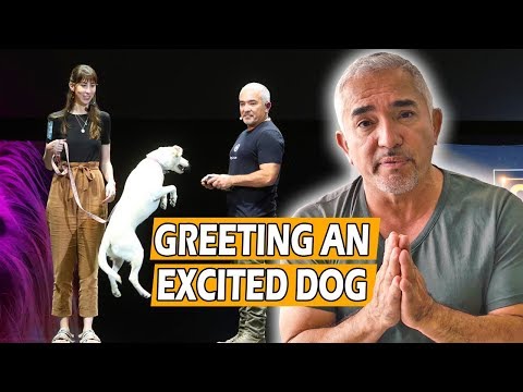 How To Calm An Excited Dog (First Meeting) - Live Dog Demo!