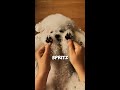 My Client Paid $150 for This Dog's Luxury Spa! 🛁 Dog grooming ASMR.