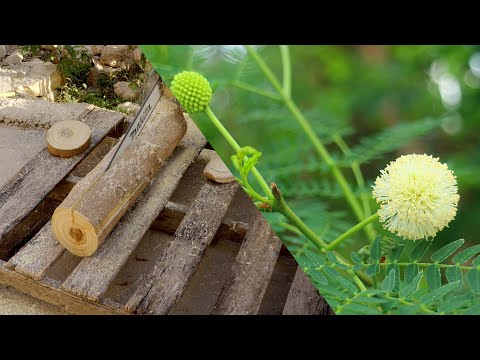 how Jumbay (Leucaena leucocephala) wood grain looks like?