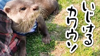 いじけたカワウソにドッキリを仕掛けたら逆に仕返しされた【しゃもじ】