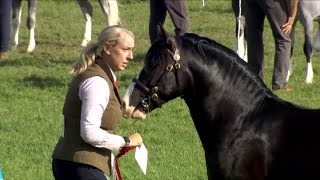 Merlod Cymreig Teip Cob Ebol Blwydd | Welsh Ponies Cob Type - Yearling Colt