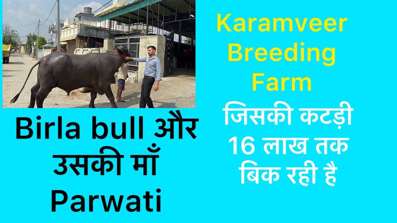 देश का नंबर 1 Murrah Farm का top bull 
