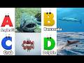 ABC Song | Sea Animals ABC Song | Phonics for Kids, Learn ABC, Baby Alphabet Letters