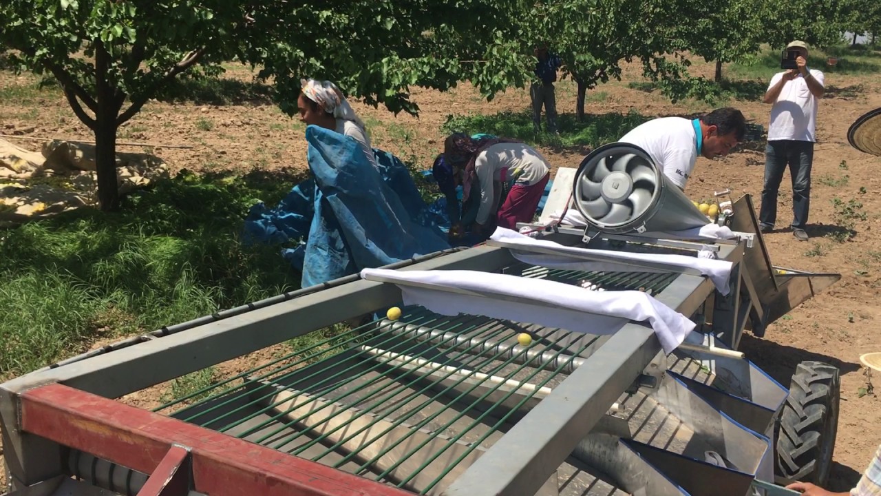 Kayısı Ayıklama Makinesi- 140717