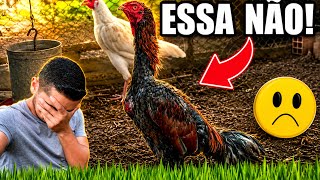 Cheguei na criação e tinha uma péssima notícia é outra excelente | Aves Recriar 
