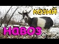 Козий навоз.