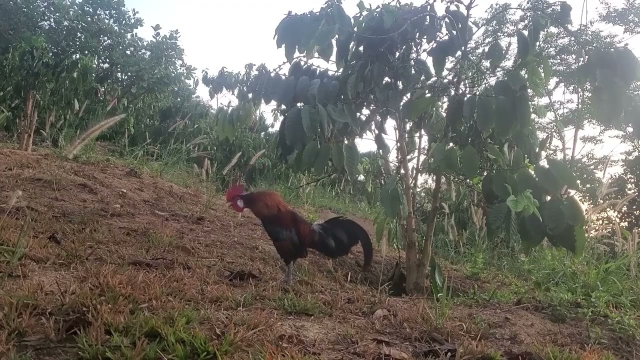 Trapping wild chickens on coffee plantations is fascinating  02/27/2026