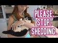 We bought the Furminator and tried it on 5 cats