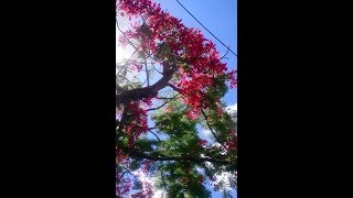 SE LA PLANTOJ NE HAVAS ANIMON, KION ILI HAVAS?