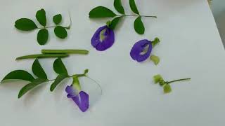 Leguminacae Family Dissection (Clitoria)