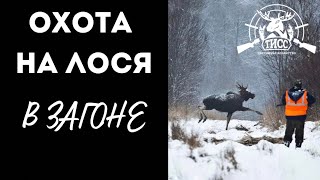 ОХОТА НА ЛОСЯ В ЗАГОНЕ // ТИСС