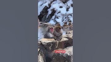 #funnyanimals #funnymonkey #funnypets #pets #pet #petlover #monkey #viralshorts #trendingshortvideos