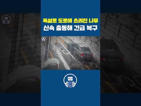 🌨폭설로 도로에 쓰러진 나무💥 신속 출동해 긴급 복구🚨