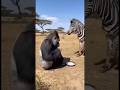 Gorilla Raises a Frying Pan — and an Elephant’s Trunk Comes Flying In