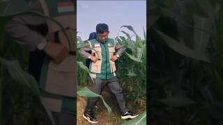 Demplot Jagung NK 212s Pendekar Sakti, Hasilnya Mantap! #pertanian #kementanri