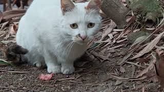 Two kittens with one ear missing on a walk in the park