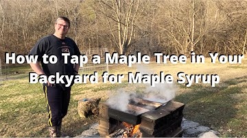 How to Tap a Maple Tree in Your Backyard for Maple Syrup (Series Part 1)