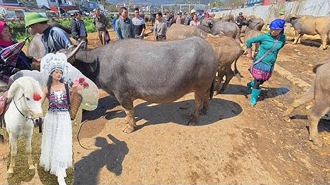 Chợ Trâu Lớn Nhất Tây Bắc - Phiên Chợ Bắc Hà Lào Cai, Giá Trâu Bò Mới Nhất Tháng 2 /2025,