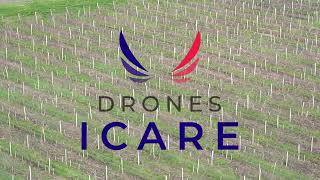 Chevreuils Dans Le Vignoble Bordelais Thermographie Par Drone Drones Icare