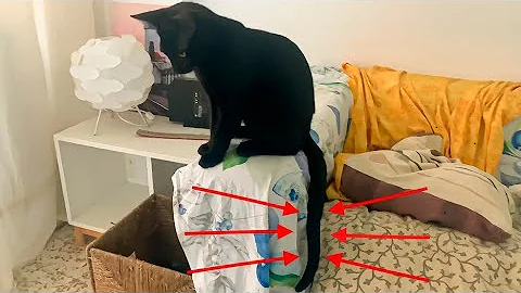 Video 6785251: siamese kitten, kitten pets funnycat cutecat, pets catlover cutecat funnycat, cat cutecat pets funnycats, catlover gatos pets funnycats, funnycats black cat, long cat