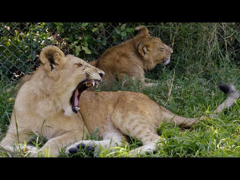 Learning to Hunt ... with Fake Prey! | BBC Earth