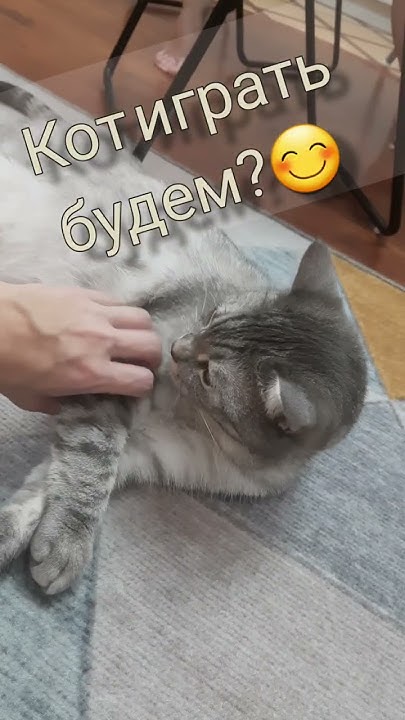 Кот отрастил пузо😉 Кот дай пять😊 смешные коты и кошки))) - YouTube
