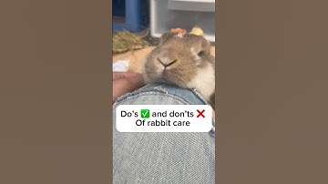 Do’s and don’ts of rabbit care #bunny #bunnycare #rabbit #rabbitcare #hollandlops #cute #funnypets