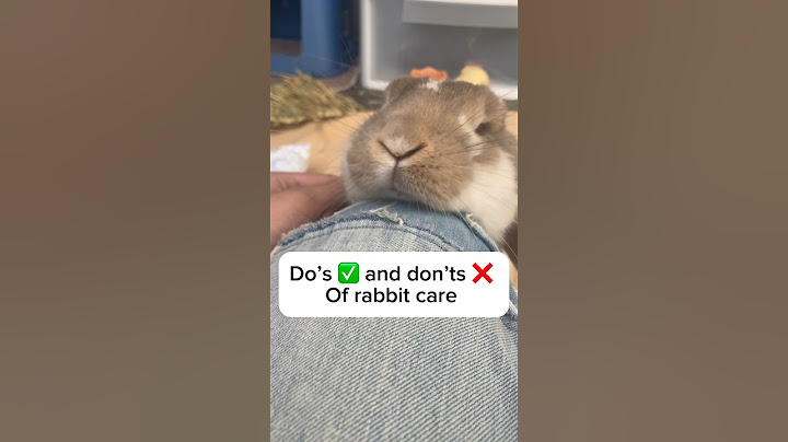 Do’s and don’ts of rabbit care #bunny #bunnycare #rabbit #rabbitcare #hollandlops #cute #funnypets